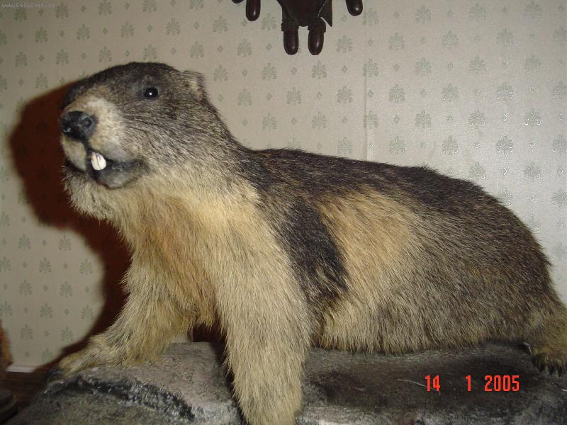 Foto: Pekn� k�sok