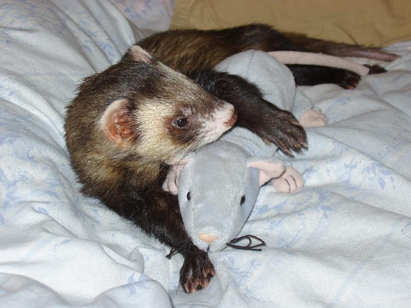 Foto: Dav�dek s krysou Vasilisou.