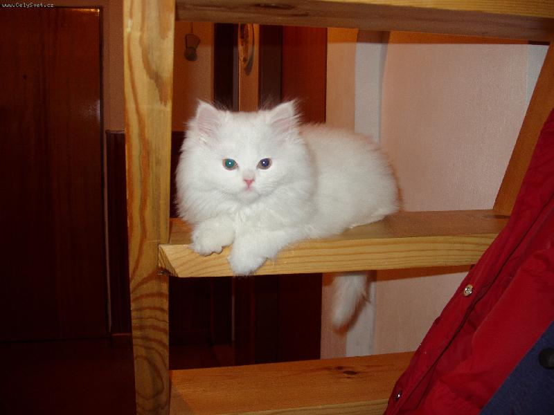 Foto: Mal� Eli�ka.