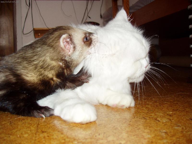 Foto: Eli�ka a Dav�dek-Po�kej, j� ti n�co po�ept�m.