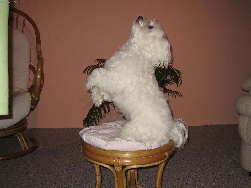 Foto: Vil�k - cirkus�k