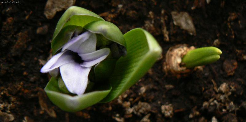 Foto: N�kdo vyrostl v�ce, n�kdo m�n�