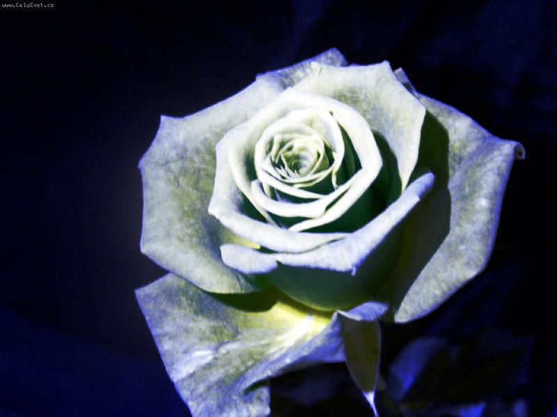 Foto: kamenn� r��e