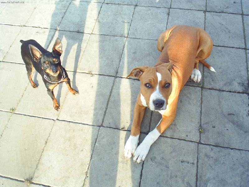 Foto: Pegy a Kuby-staford a krysa��k