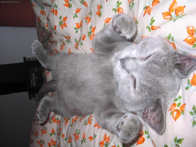 Foto: ELWIS-Elwis le��c�