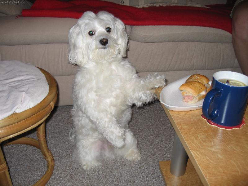 Foto: A bude se sn�dat ....!