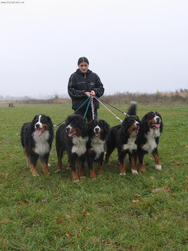 Foto: Po v�stav�-Ciro,Apollo,Akela,Audi,Deep