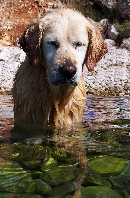 Foto: mo�sk� pes :-))