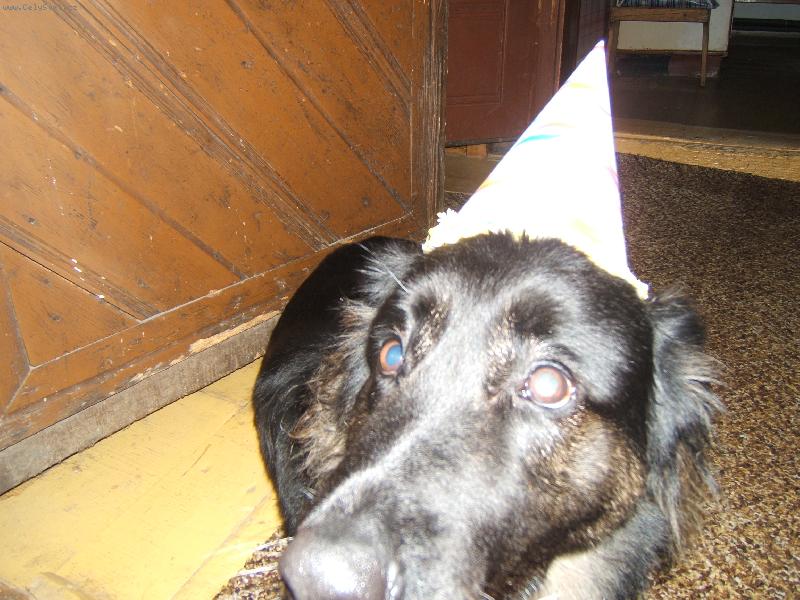 Foto: Zuza slav� Silvestr