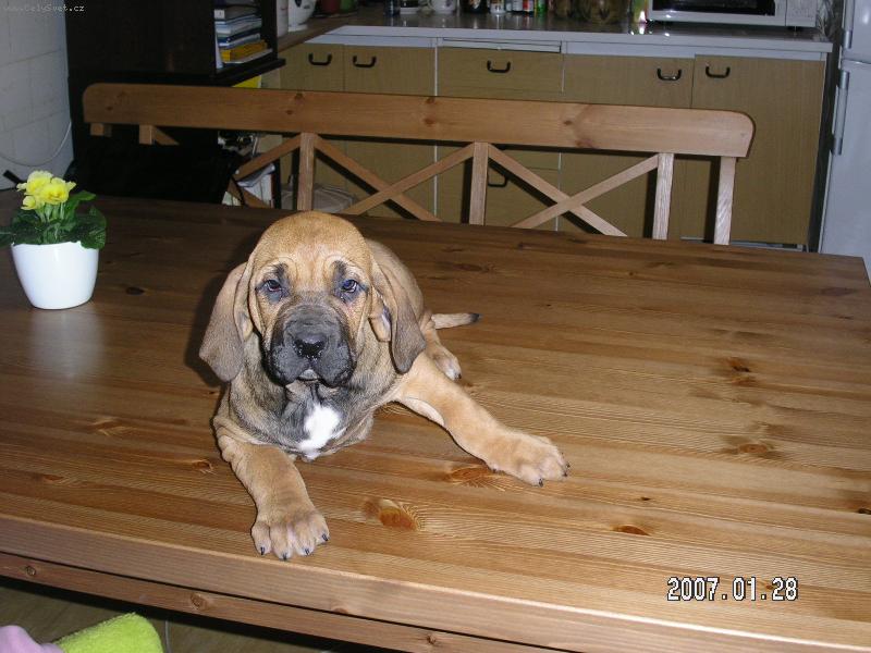 Foto: �t���tko - AIRA-Odtud m�m teda v�hled......