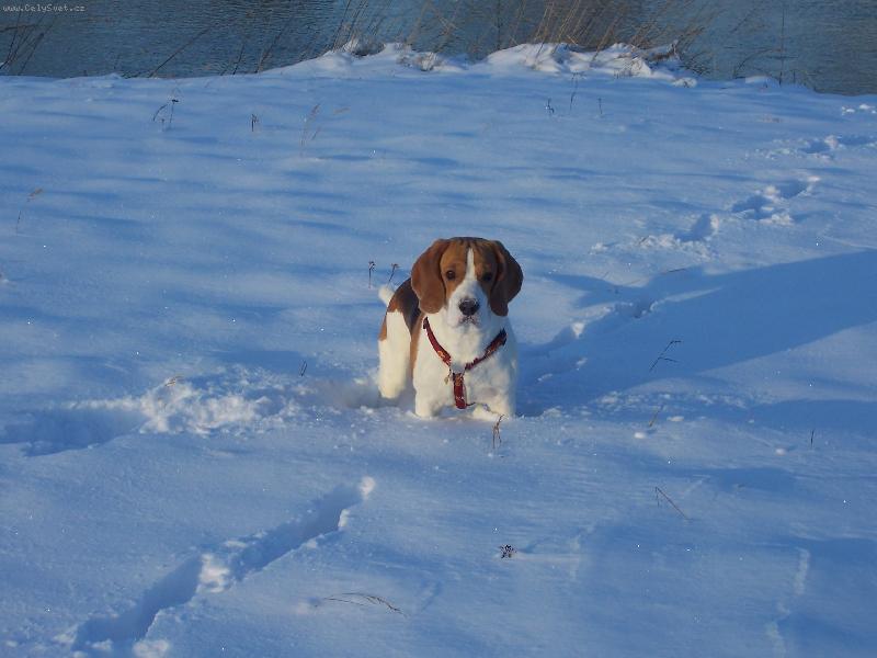 Foto: Je�t� kousek a byl bych zavalenej