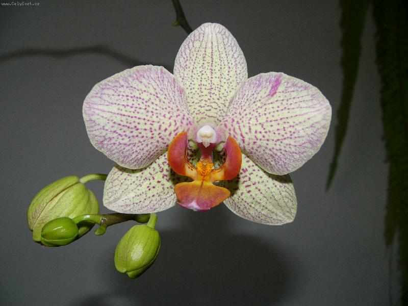 Foto: Phalaneopsis-mamincina kyticka
