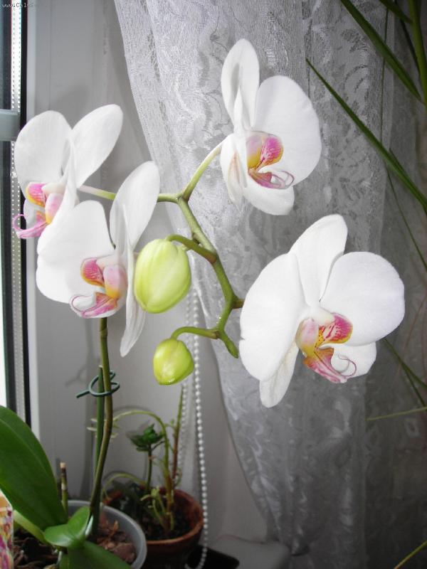 Foto: Radost z p�stov�n�