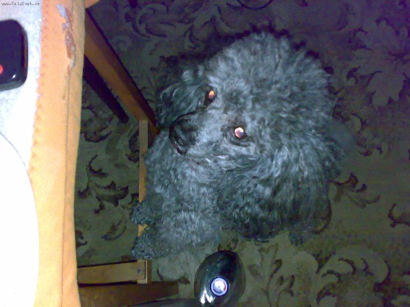 Foto: Chce te m�... Ja vas ne... Mam sv�ho p�n��ka..