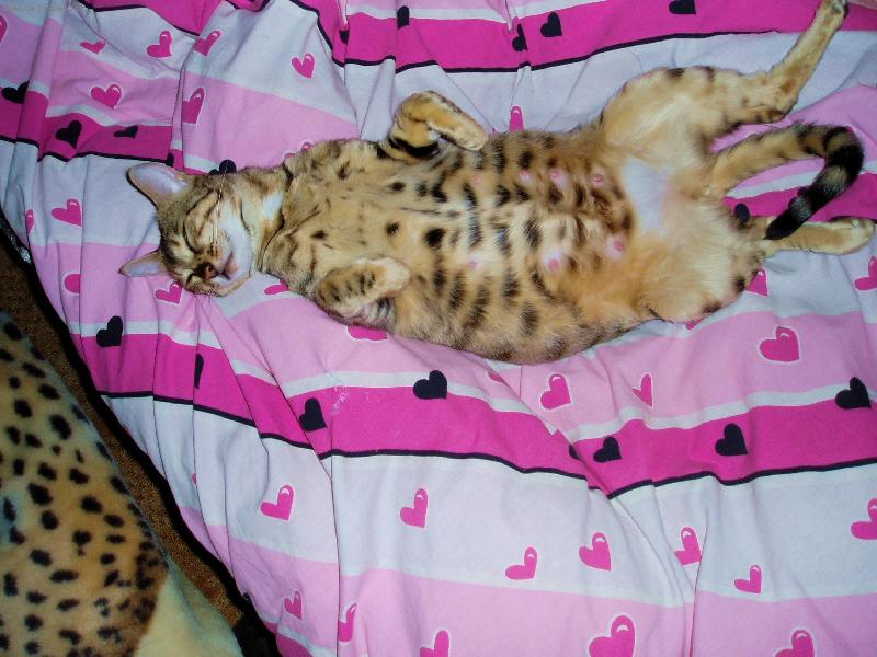 Foto: �IKY-Kone�n� sama doma.