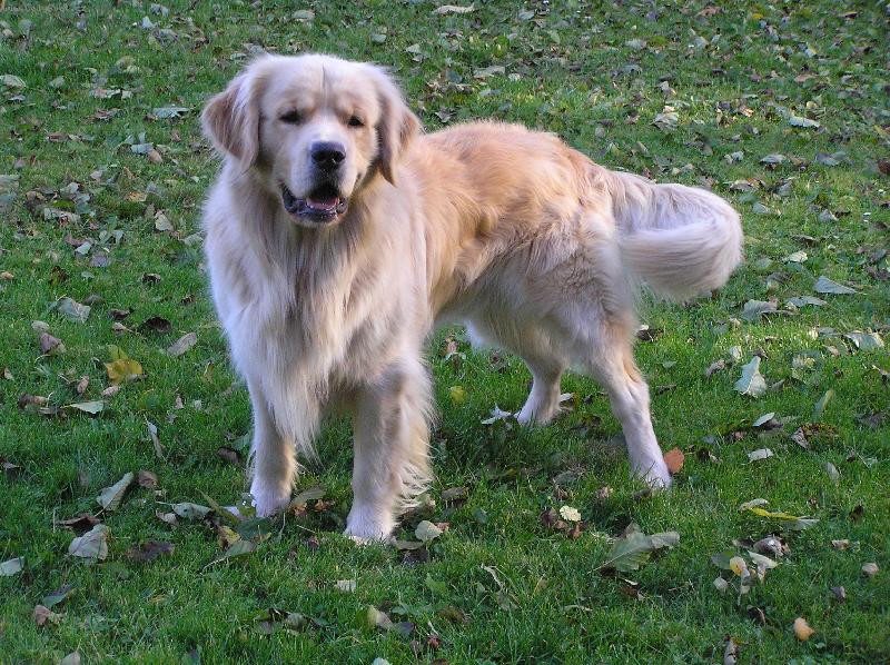 Foto: Gold�-Zlat� retr�vr