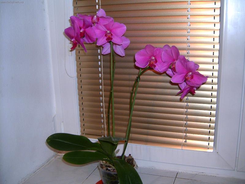Foto: mamin�ina orchidej