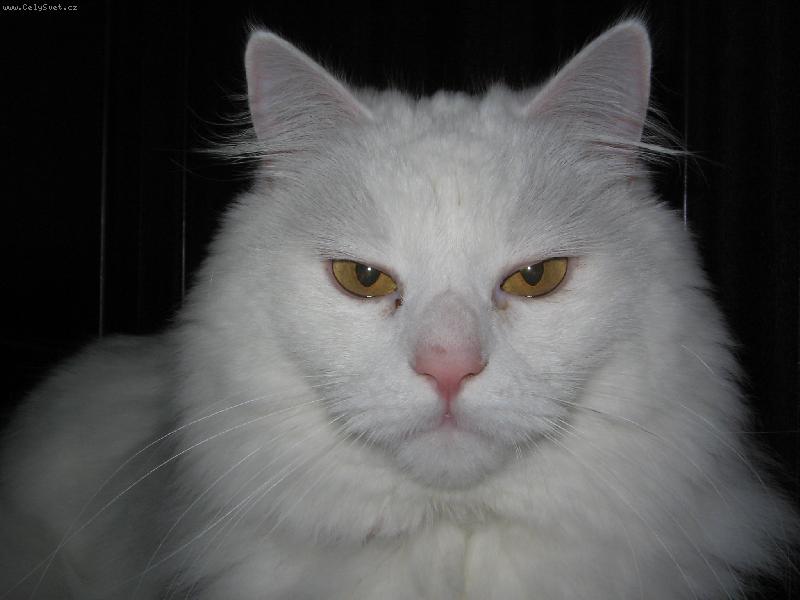 Foto: Buddy-B�l� kocour Ospal�