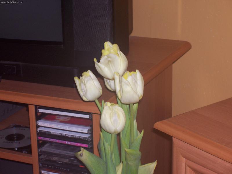 Foto: na�e tulip�ny