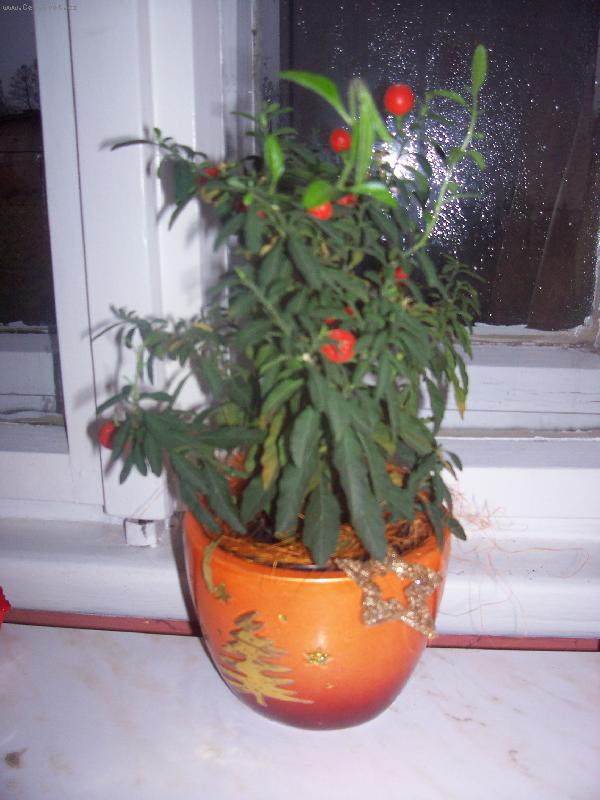 Foto: na�e rostlina