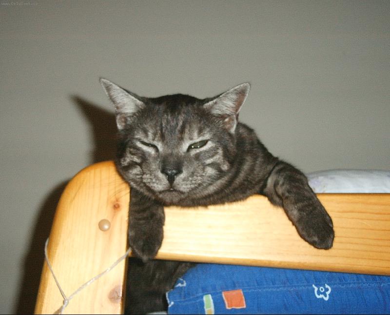 Foto: Saf�rek-J� nesp�m ....