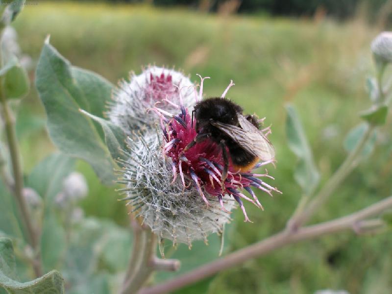 Foto: bodl�k-pastva pro �mel�ka