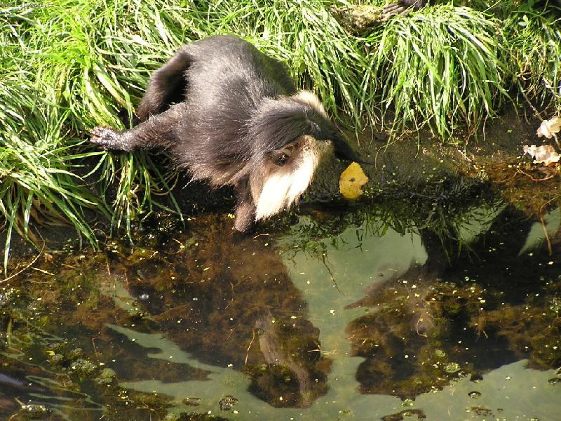 Foto: Opice-Hele j� vypad�m jako bernard�n.