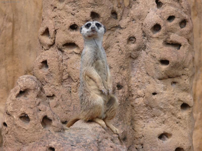 Foto: Surikata-Surikata vyhl�� nep��tele