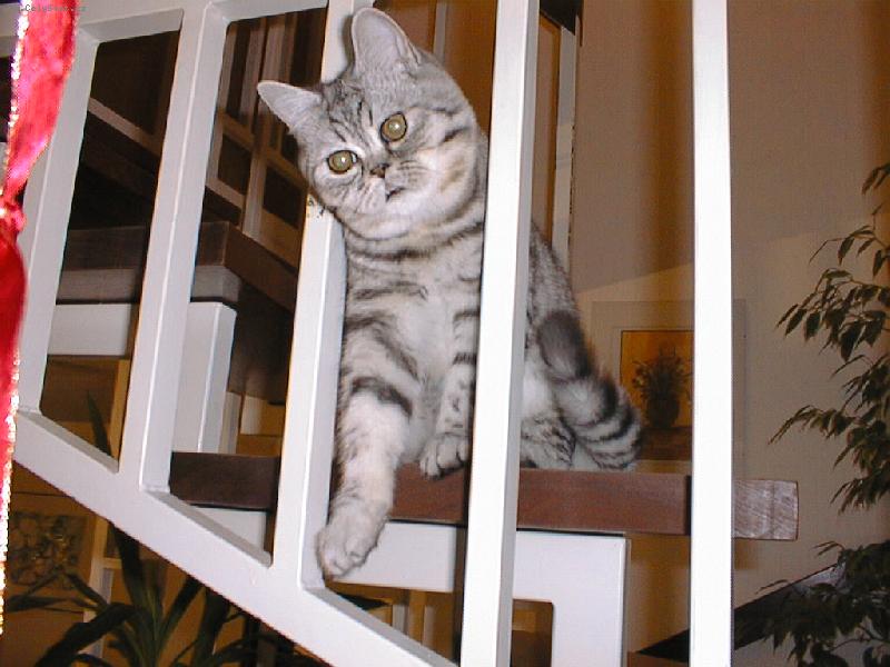 Foto: Lucky-kocourek Lucky