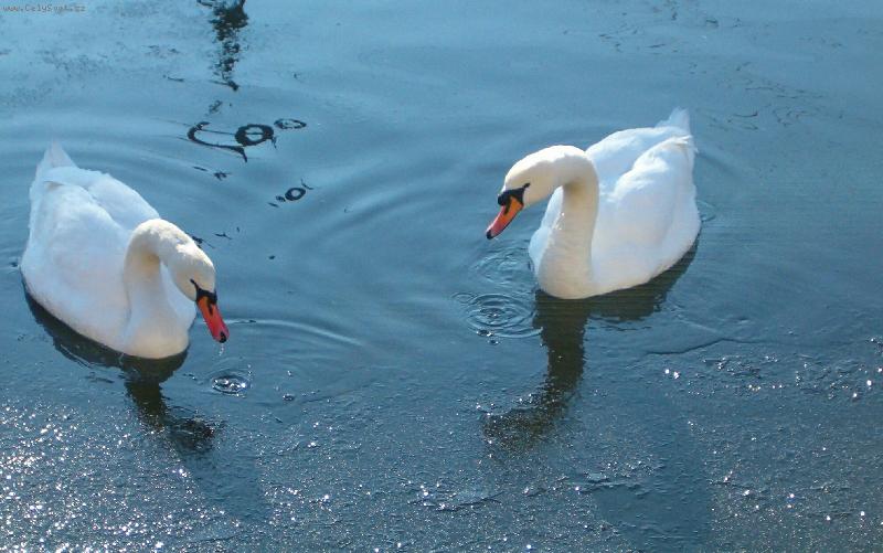 Foto: labut-labu� na �ece