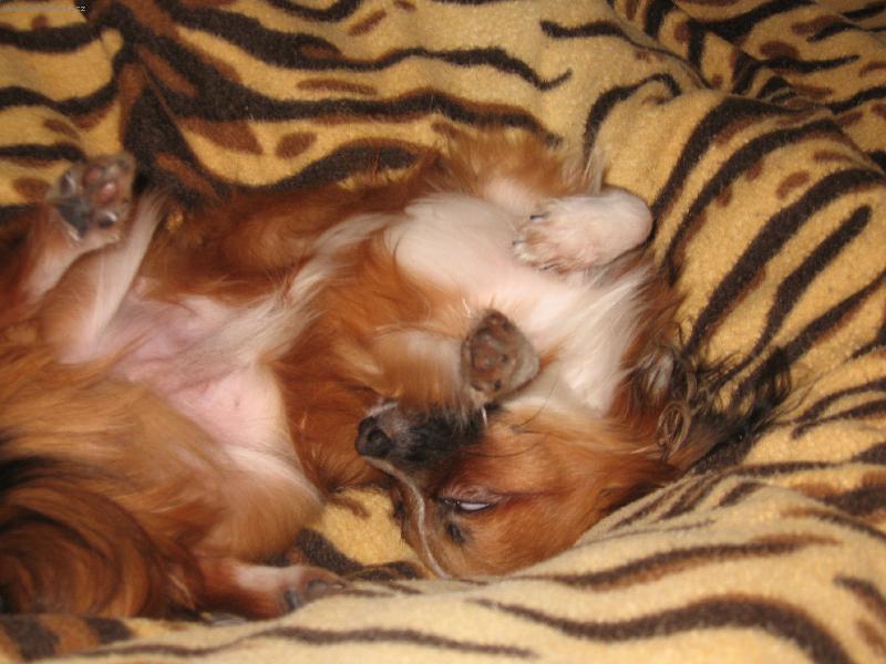 Foto: Denny-Takhle sp�m!