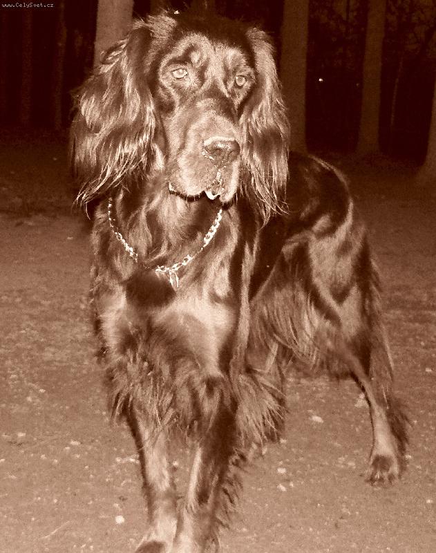 Foto: star� fotografie