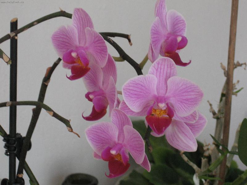 Foto: Orchidea