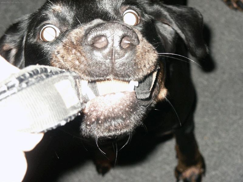 Foto: dem se p�etahovat