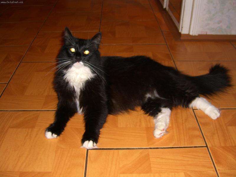 Foto: O�i jako baterky.