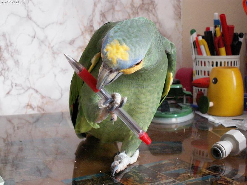 Foto: Amazo�an oran�ovok��dl�-Je�t� podpis...