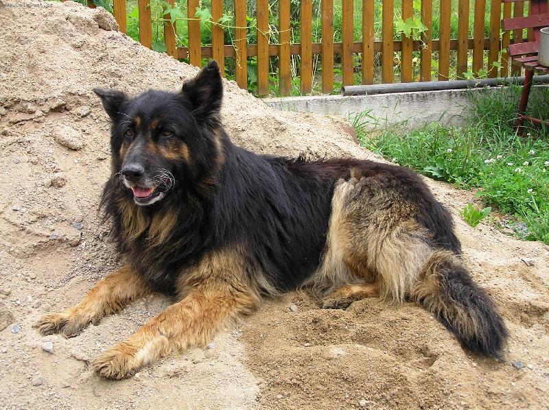 Foto: Pes-Pes - d�de�ek