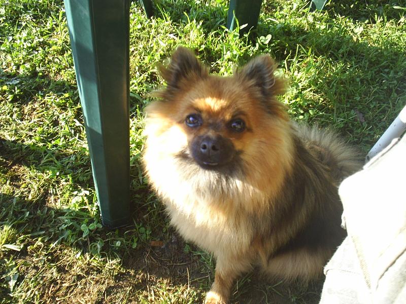 Foto: Na�e Besyna-Besynka