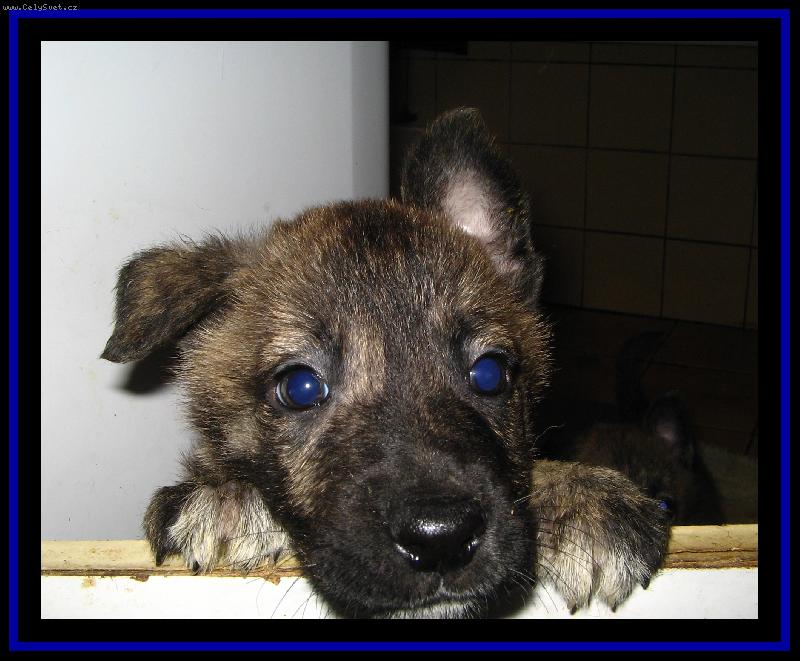 Foto: Ucho sem, ucho tam..-:)))