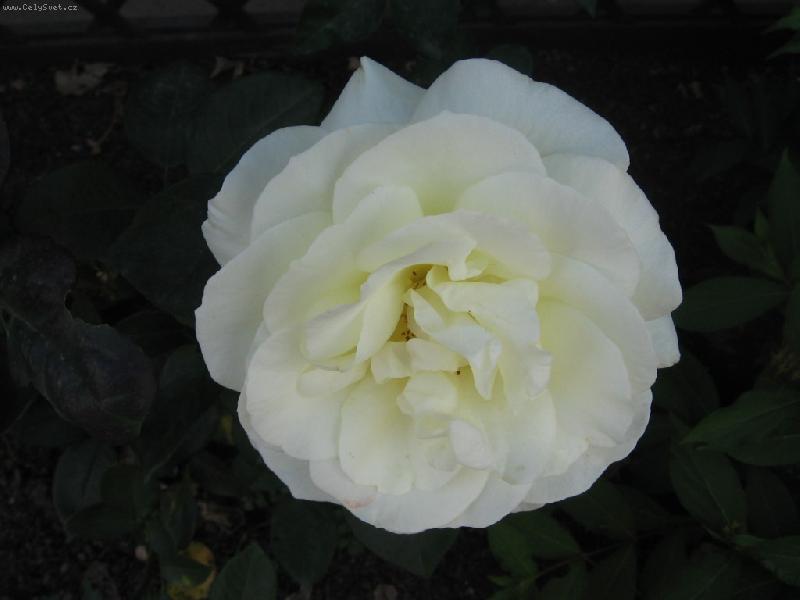 Foto: b�l� r��e-n�dhera