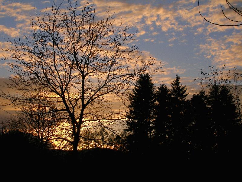 Foto: VE�ER JE TADY-Stromy jdou sp�t
