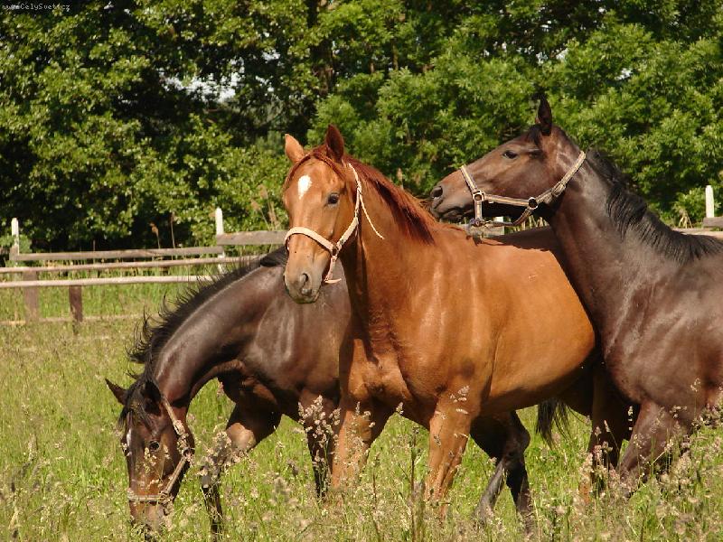 Foto: Track, Tino a Magina