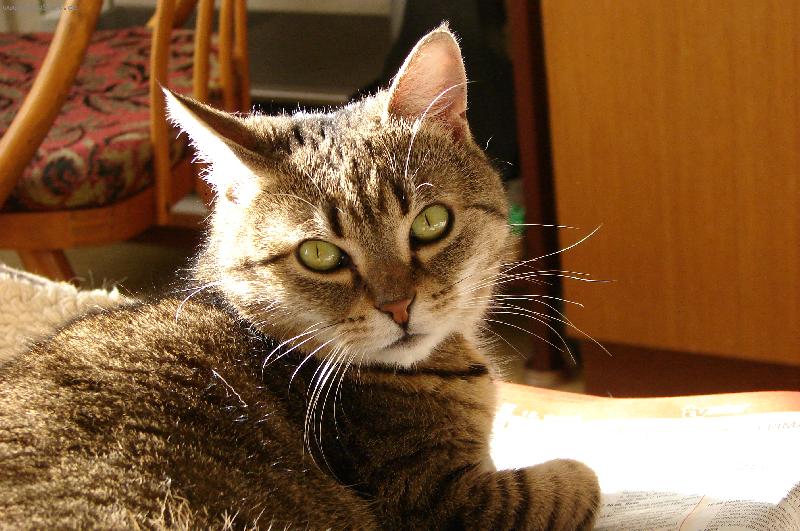 Foto: Na�e ko�ka Eli�ka