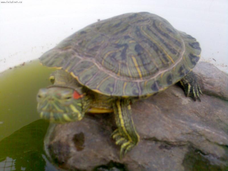 Foto: Doubrava-Slun�n� krun��e na slun��ku