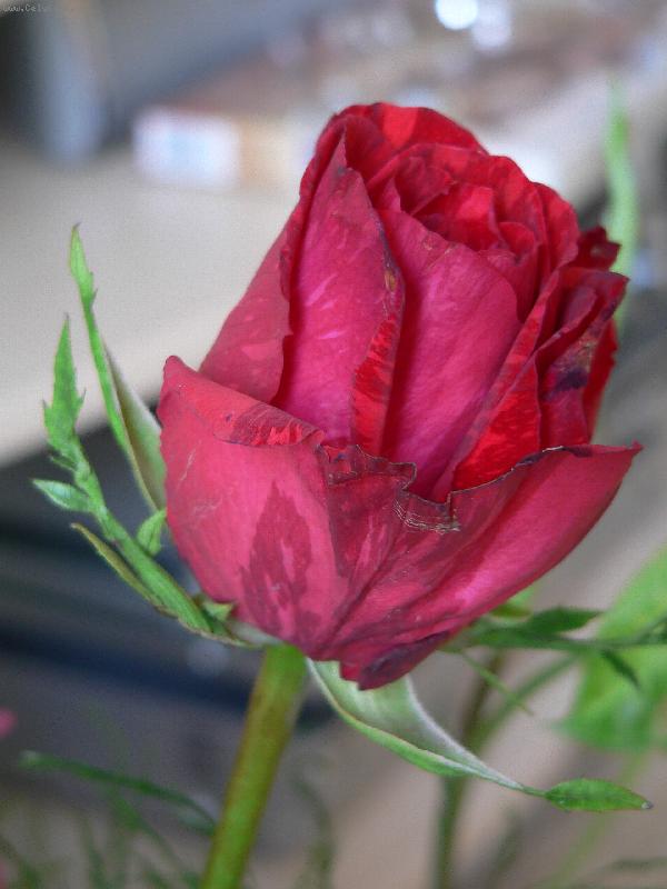 Foto: ��han� r��e