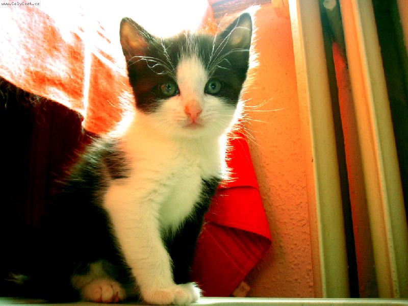 Foto: Ko�i�� miminko