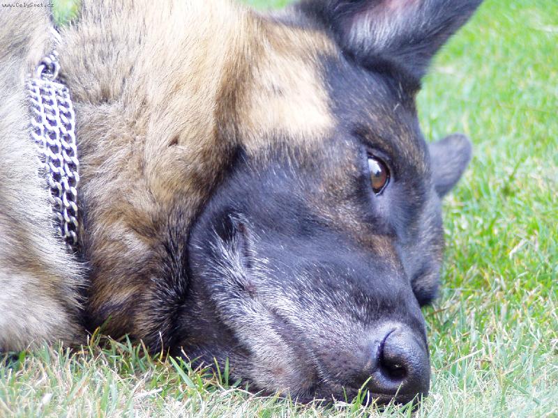 Foto: M�m ten sv�t r�d...