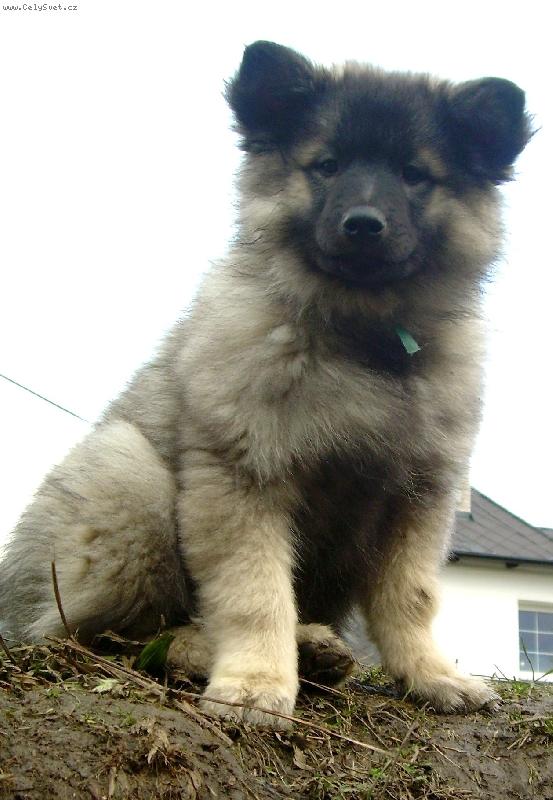 Foto: Dobby-Dobby Zimn� sen