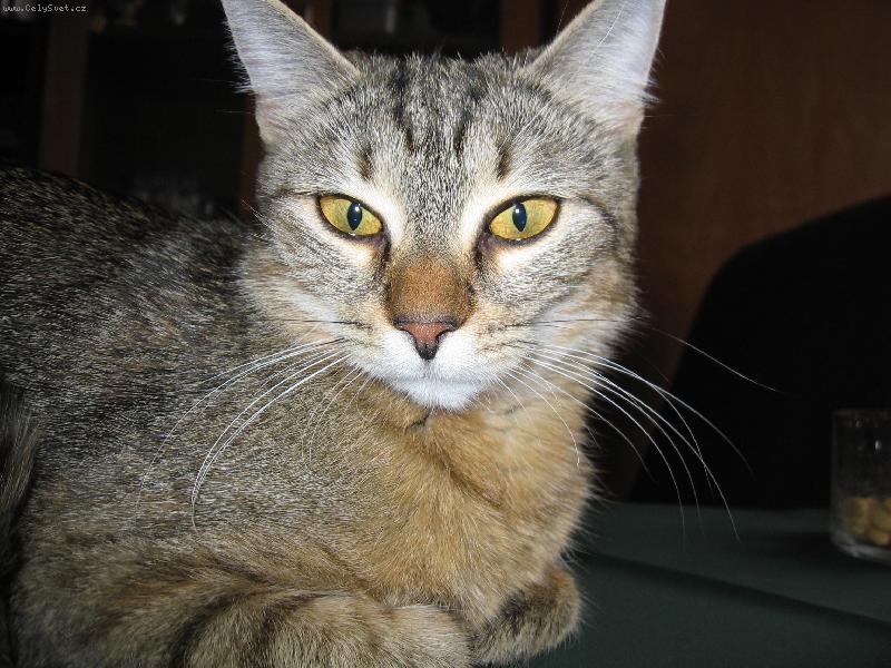 Foto: ko�i�� pohled-do du�e...