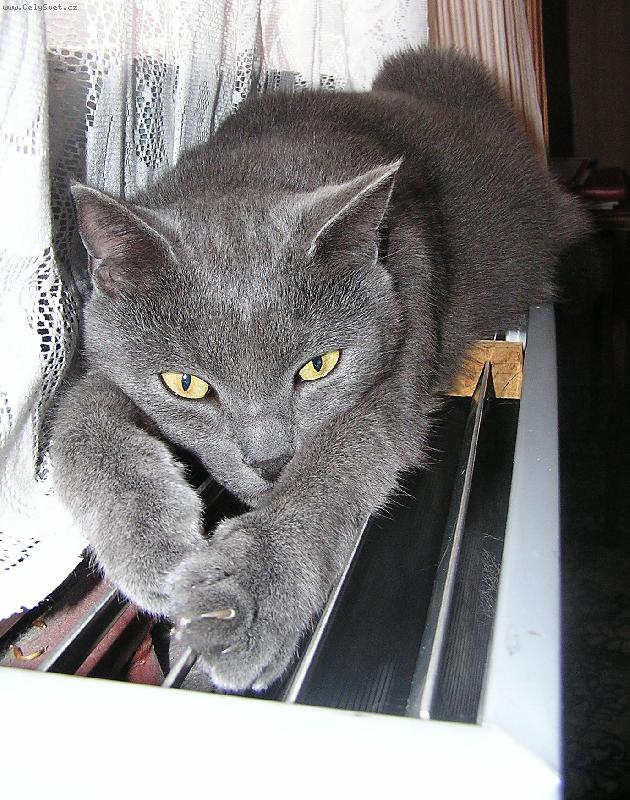 Foto: Tom-na topen� se sp� nejl�p :-)